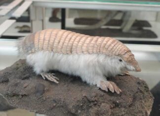 Pink Fairy Armadillo (Chlamyphorus truncatus)