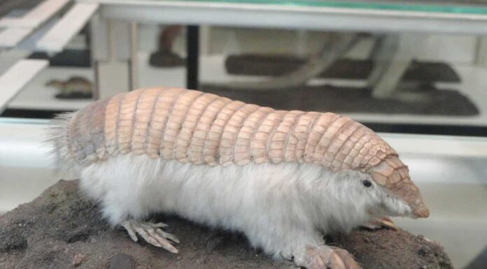 Pink Fairy Armadillo (Chlamyphorus truncatus)