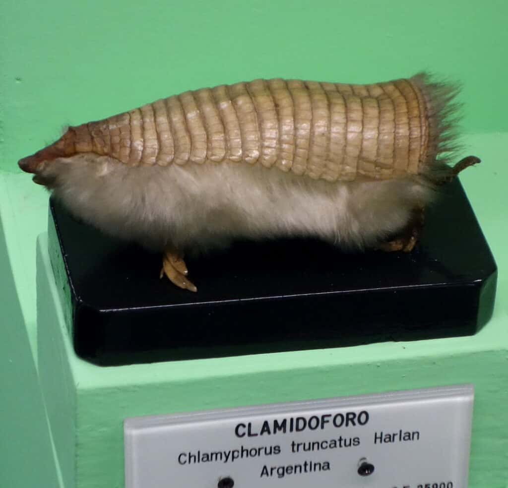 Armadillo delle fate rosa (Chlamyphorus truncatus)