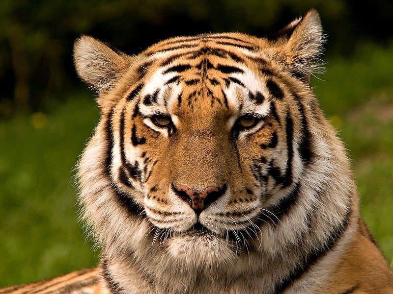 Tigre siberiana nella prateria