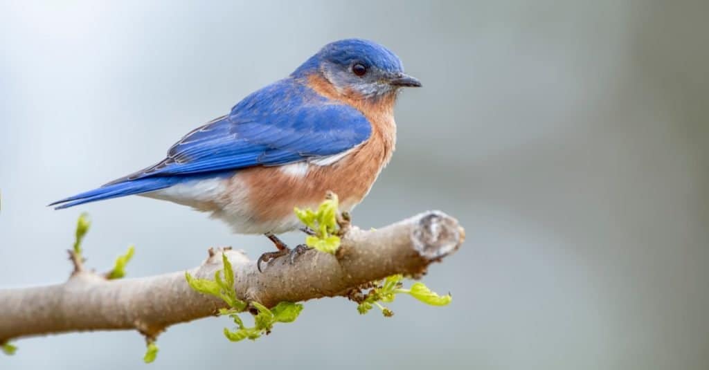 Animali più felici: Bluebird