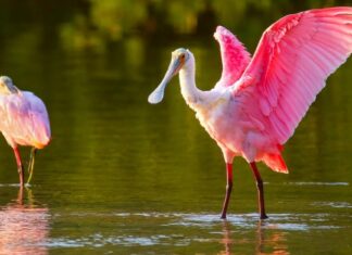 I 5 migliori posti per il birdwatching del Mississippi quest'estate
