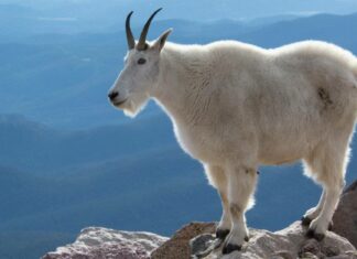 Capre di montagna che cadono: come cadono raramente le capre di montagna?
