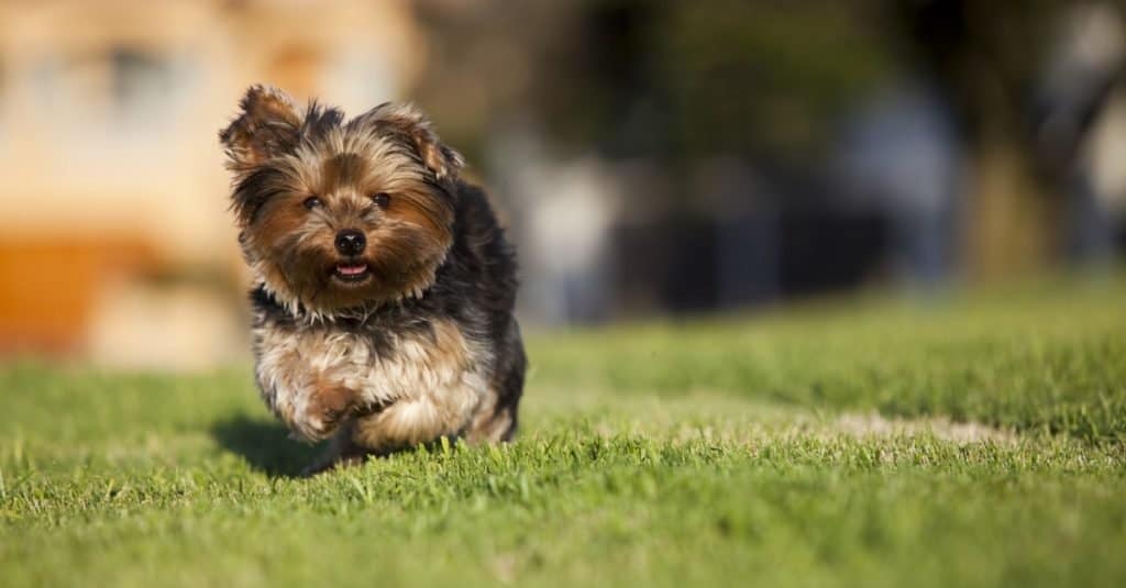 Piccolo cucciolo di Silky Terrier che corre sull'erba