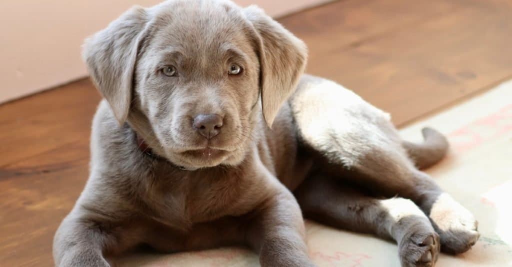 Laboratorio d'argento contro Weimaraner