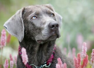 Labrador d'argento
