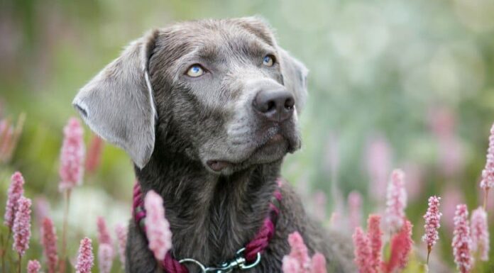 Labrador d'argento
