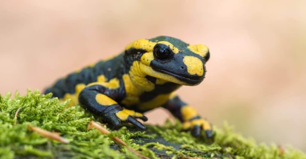 Una salamandra pezzata nera a macchie gialle seduta su una roccia.