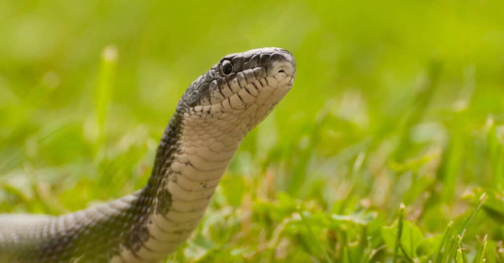 Primo piano di un volto nero di serpenti di ratto