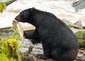 Scopri i 7 animali più grandi del Rhode Island e dove li troverai
