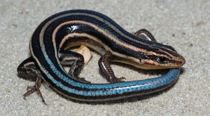 Common Garden Skink