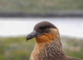 Skua
