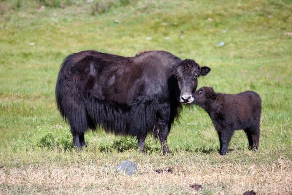 La mucca Yak e un vitello comunicano in un prato verde.