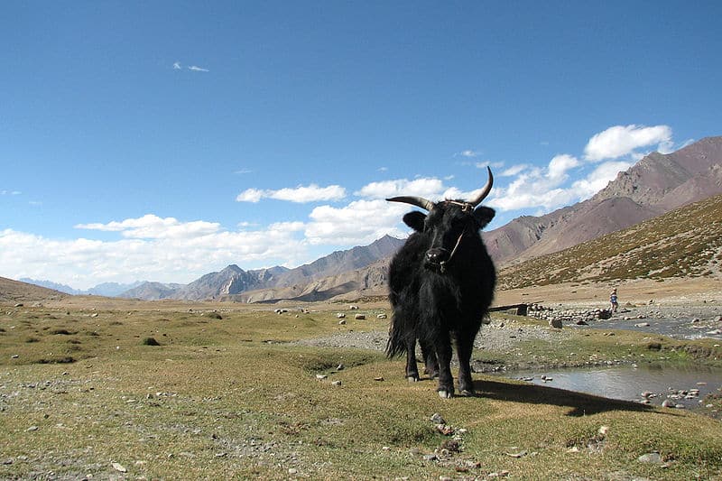Yak nella valle di Markha, Ladakh