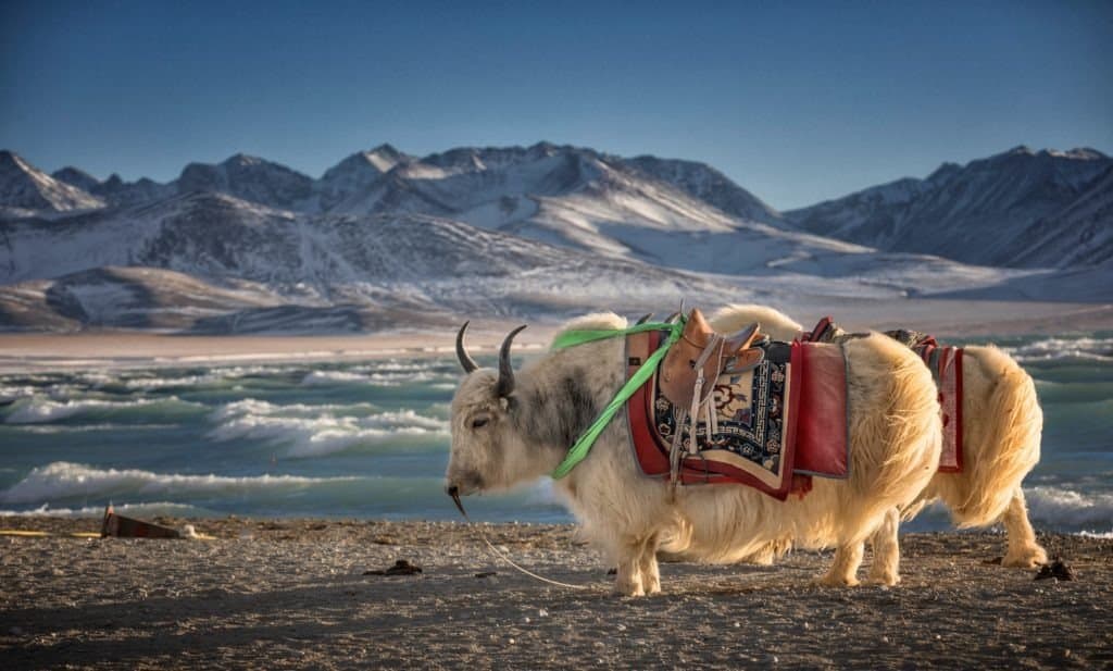 yak contro bisonte