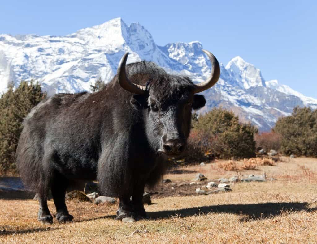 Yak nero sulla strada per il campo base dell'Everest e il monte Kongde - Nepal