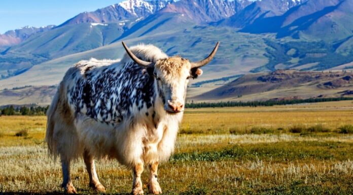 10 incredibili fatti sugli yak
