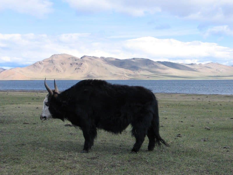 Yak nei prati in Mongolia