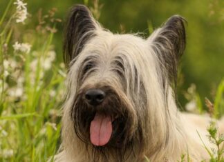 Skye Terrier
