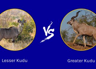 Lesser Kudu vs Greater Kudu: quali sono le differenze?
