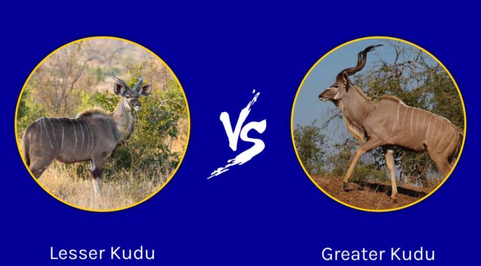 Lesser Kudu vs Greater Kudu: quali sono le differenze?

