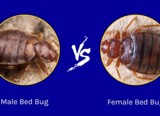 Cimice maschio vs femmina: quali sono le loro differenze?
