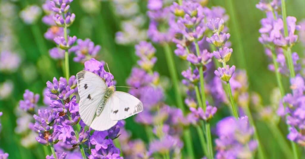 farfalla bianca su fiori viola