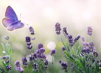 La lavanda è perenne o annuale?
