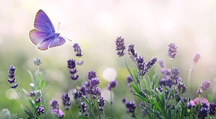 La lavanda è perenne o annuale?
