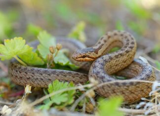 Serpente liscio
