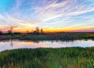 Inquinanti del fiume Mississippi: cosa sta rovinando il fiume Mississippi?
