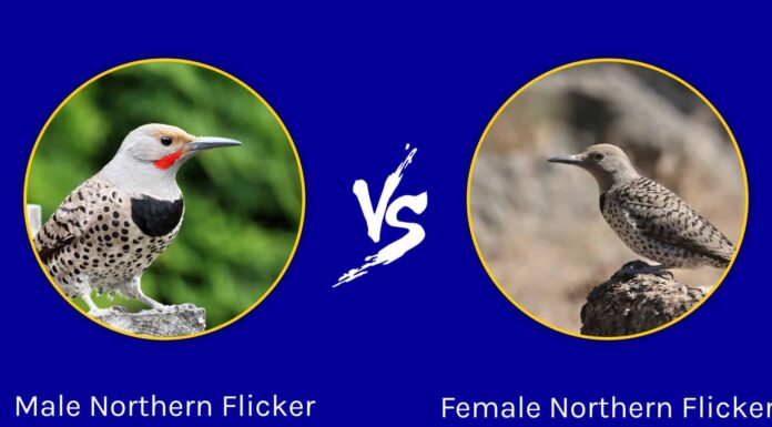 Sfarfallio settentrionale maschile vs femminile: quali sono le loro differenze?
