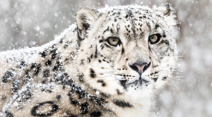 Leopardo delle nevi
