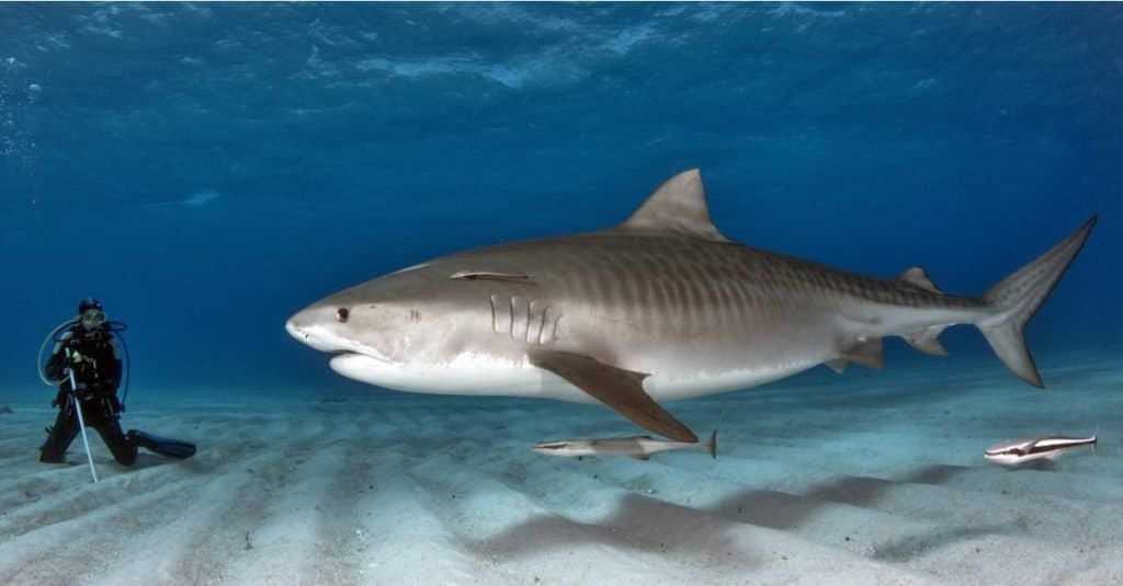 Il pesce più grande: lo squalo tigre