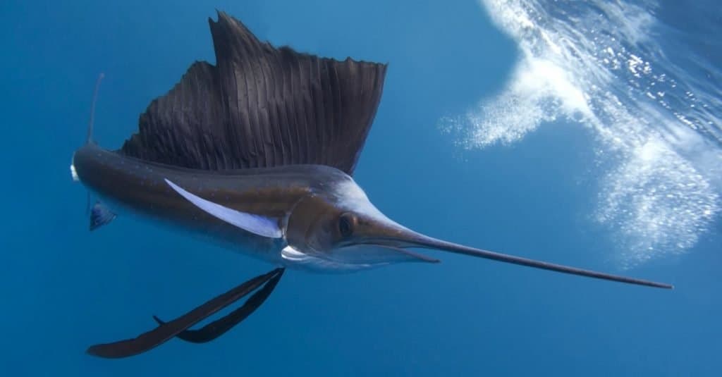 Animale marino più veloce: pesce vela