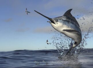 Mounted Blue Marlin