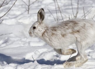 Lepre con le racchette da neve
