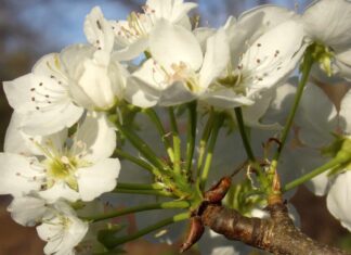 Callery Pear vs Bradford Pear