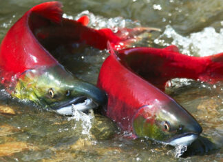 Salmone rosso
