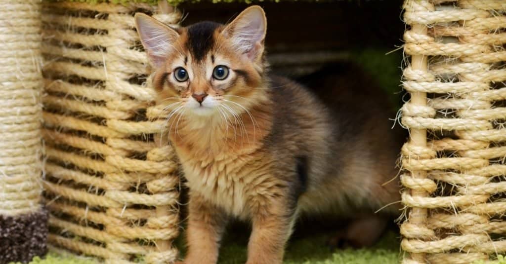 Un simpatico gattino somalo che gioca nella casa dei gatti.