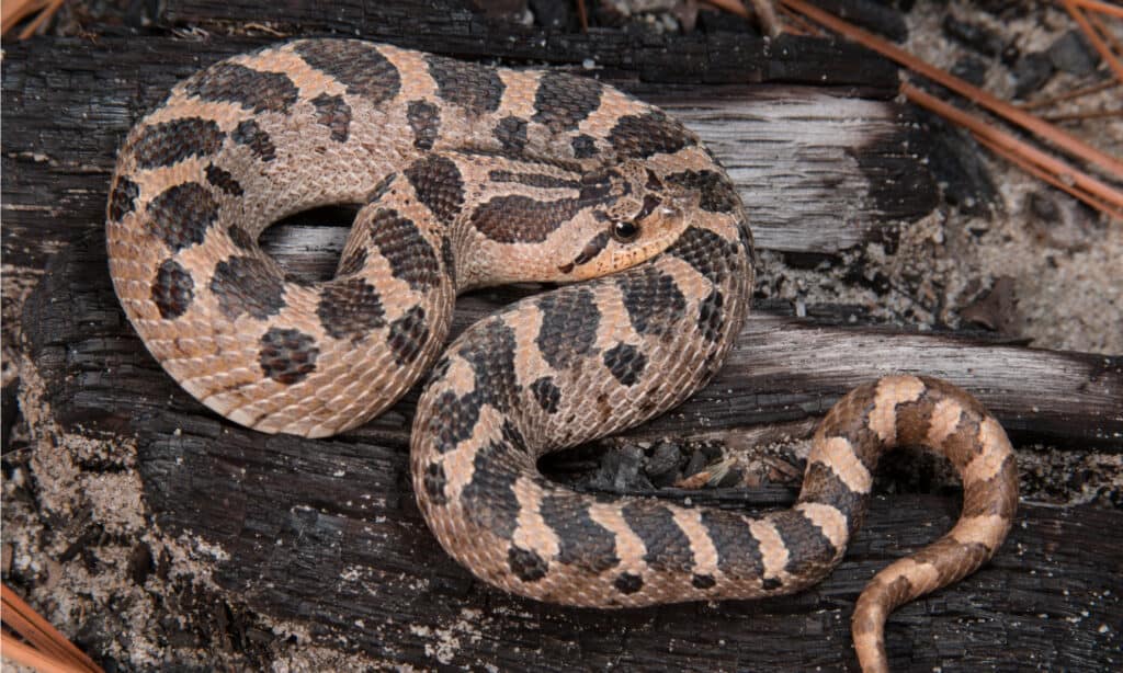I serpenti hognosed del sud sono protetti come specie minacciate ed è illegale ucciderli in Georgia