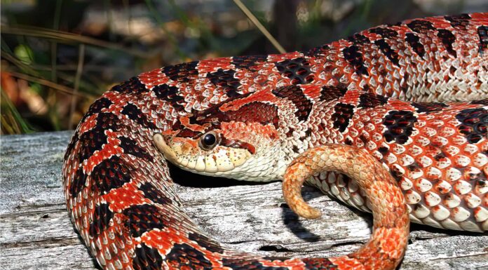 Female Southern Hognose snake - Heterodon simus in the Florida sand hills. The Southern hognose snake is a small species that only measures about 13 to 24 inches.