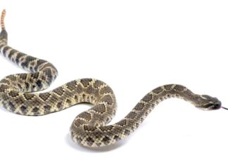 Southern Pacific Rattlesnake