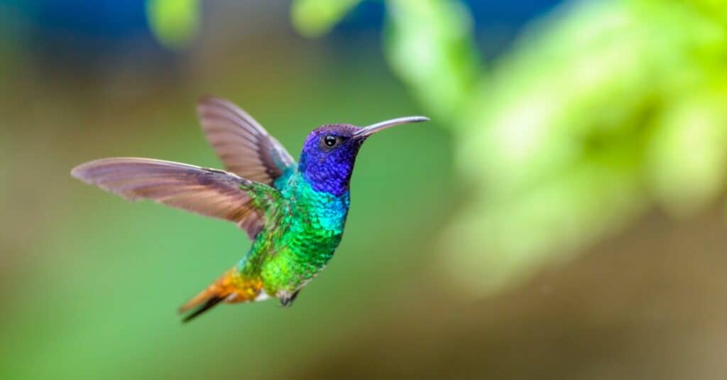 colibrì colorato su sfondo sfocato