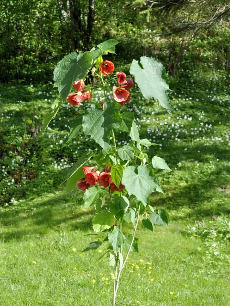Pianta di Abutilon di malva indiana rossa in giardino.