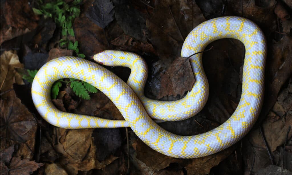 Un serpente reale maculato albino.  Le macchioline su questi serpenti reali albini sono dorate su uno sfondo bianco-rosato perlato.