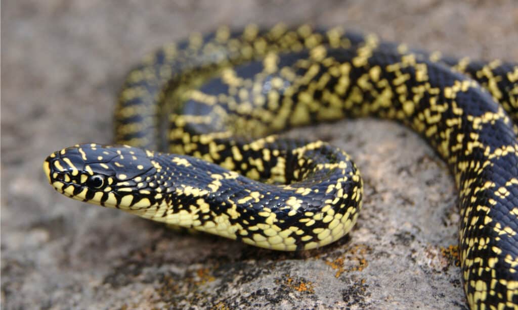 Il serpente reale maculato, Lampropeltis holbrooki, ha scaglie nere lucide macchiate di giallo-bianco.