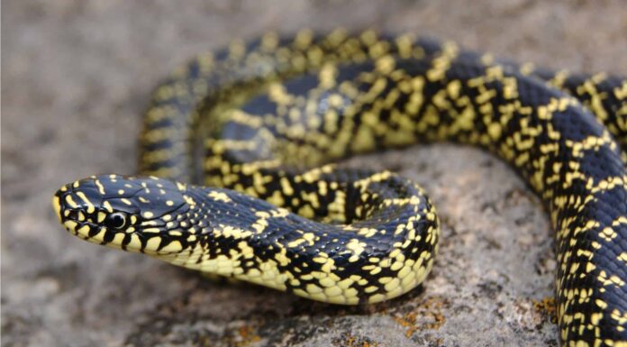 The Speckled Kingsnake has a glossy black body with whitish-yellow dots on its scales.