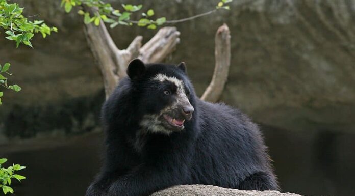 Orso dagli occhiali
