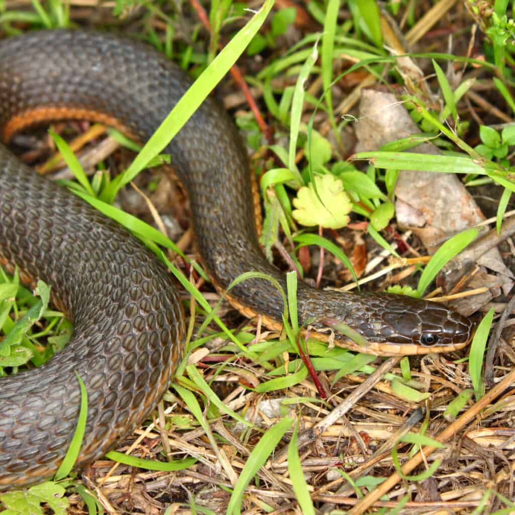 Un serpente regina nascosto nell'erba